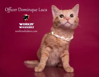 OFFICER DOMINQUE LUCA