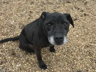 Cosmo