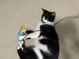 Magpie