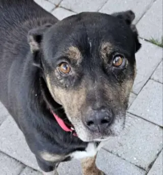 Jamie *Adoption Pending*