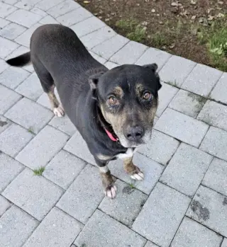 Jamie *Adoption Pending*