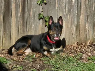 Jamie *Adoption Pending*