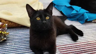 Raven