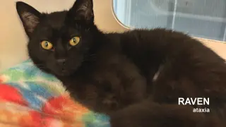 Raven