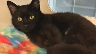 Raven