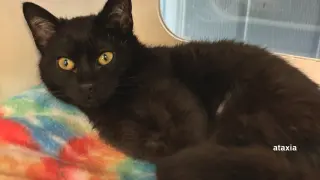 Raven