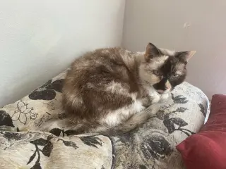 Willow - Older Siamese Mix/Torti -SHORT Term Fost