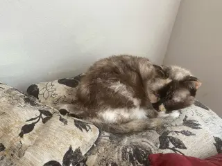 Willow - Older Siamese Mix/Torti -SHORT Term Fost