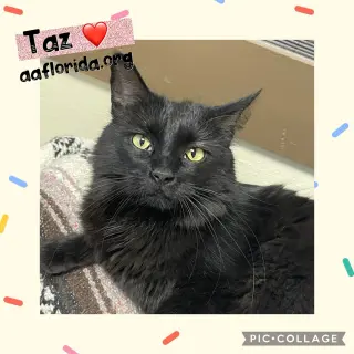 Taz *Cyd