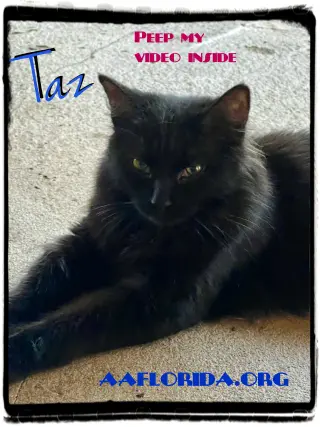 Taz *Cyd