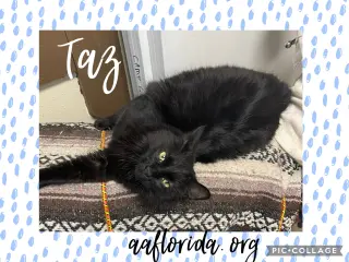 Taz *Cyd