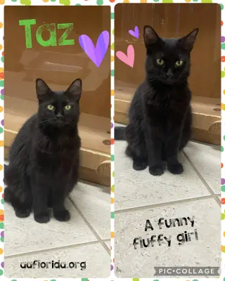 Taz *Cyd