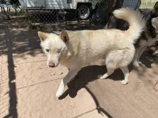 Chase