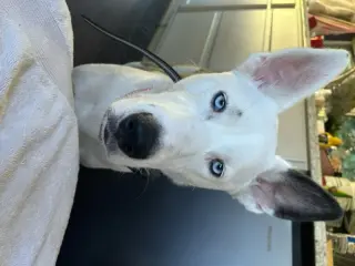 Mollie