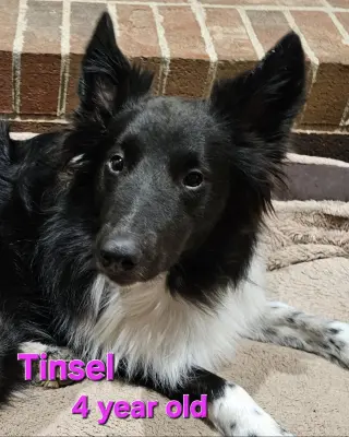 Tinsel