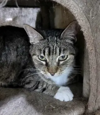 MIKITA