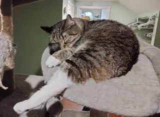 MIKITA