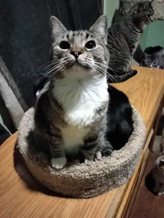 MIKITA