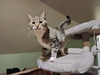 MIKITA