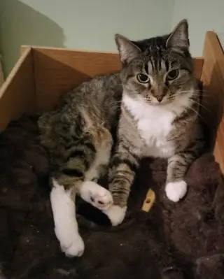 MIKITA