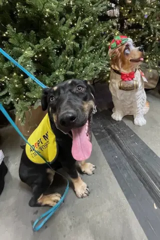 SCHWARTZ