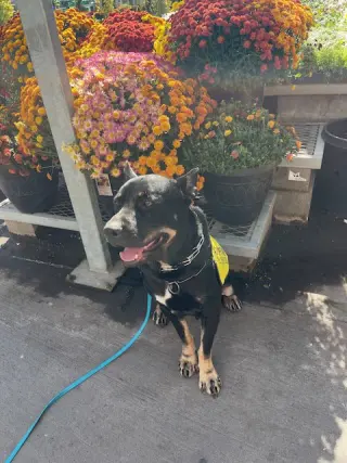 VITO