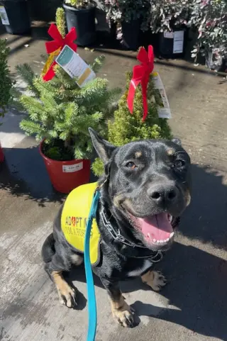 VITO