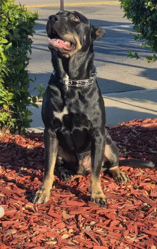 VITO