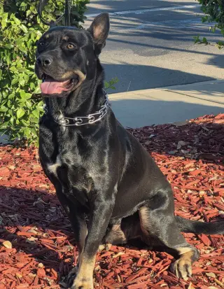 VITO