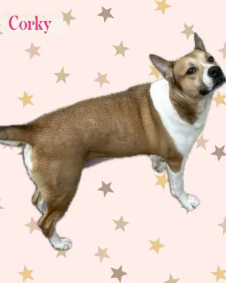 Corky