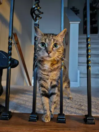Iris (aka Dolly)