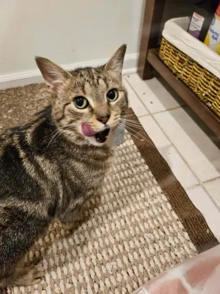 Iris (aka Dolly)