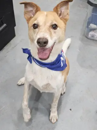 Buddy