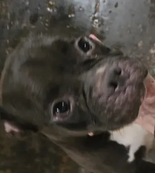 Flo
