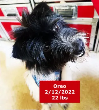 Oreo
