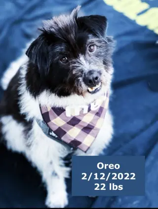 Oreo
