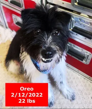 Oreo