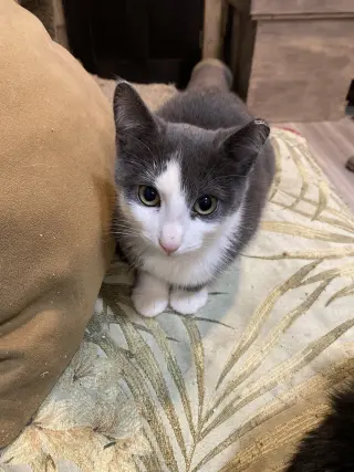 Finn