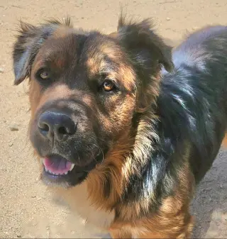 Cheelo (Courtesy Post) - Adopt Me!