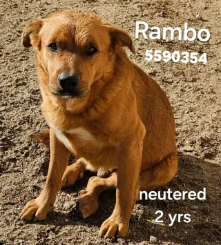 Cheelo (Courtesy Post) - Adopt Me!
