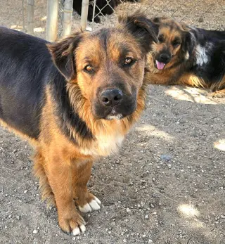 Cheelo (Courtesy Post) - Adopt Me!