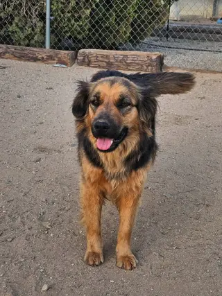 Cheelo (Courtesy Post) - Adopt Me!