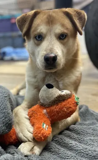 Skylar