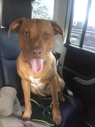 ARYA (COURTESY POST)