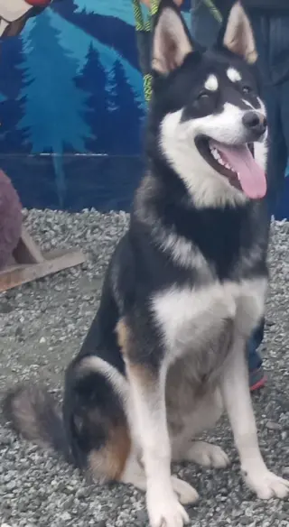 Mochi