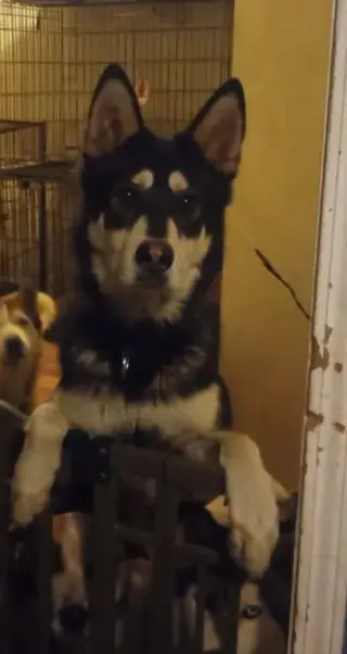 Mochi