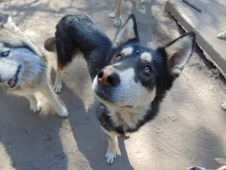 Mochi