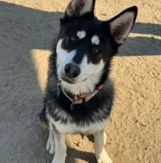 Mochi