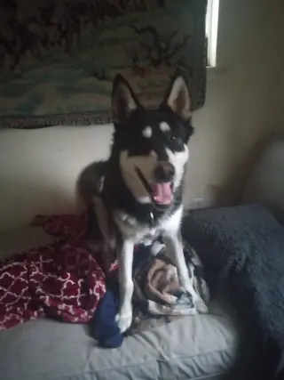 Mochi