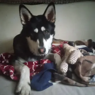 Mochi